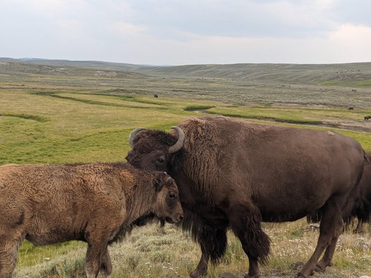 Hayden Valley by null