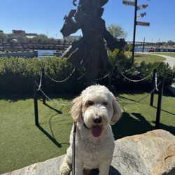 Tampa Bay Australian Labradoodles - 5 year old.