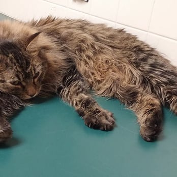 CONNECTICUT HUMANE SOCIETY - Updated February 2026 - 94 Photos & 37