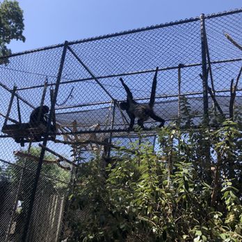Micke Grove Park - Black handed spider monkeys - Parks Near Me - Lodi, California