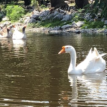 Nola Gondola - We saw swans, ducks, turtles and a few different birds during our ride. - Boat Tours Near Me Nola Gondola - We saw swans, ducks, turtles and a few different birds during our ride. - Boat Tours Near Me