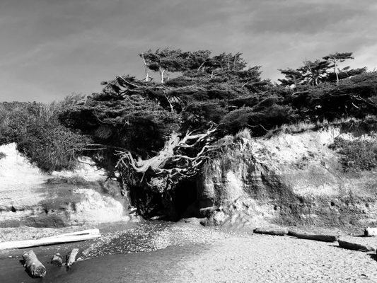 Kalaloch Campground by null