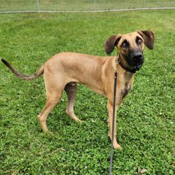 Peacock Bridge Kennels