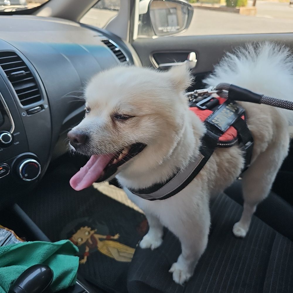 My moms dog