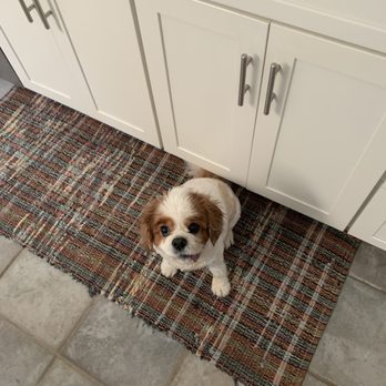 Celeste's  Mobile Pet Spa - Woody! - Pet Groomers Near Me
