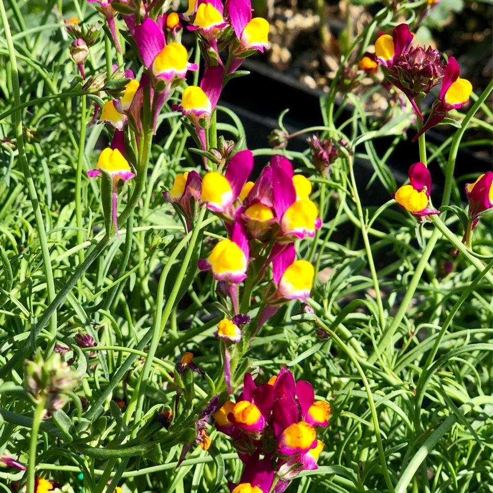 Flowers In Hemet Ca Best Flower Site