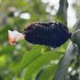 Photo of Hawaii Tropical Botanical Garden