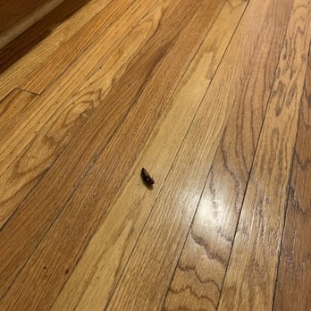 Peak Properties - Roaches - Property Management Near Me - Chicago, Illinois Peak Properties - Roaches - Property Management Near Me - Chicago, Illinois