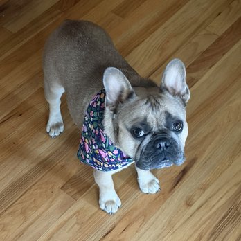 PetSmart - Groomed and smelling clean! - Pet Stores Near Me - Mokena, Illinois PetSmart - Groomed and smelling clean! - Pet Stores Near Me - Mokena, Illinois