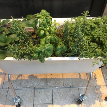 True Food Kitchen - Portable herb gardens outside - New American Near Me - Boca Raton, Florida
