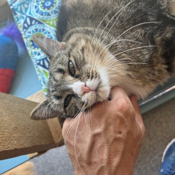 Naughty Cat Cafe - Coffee & Tea Near Me - Chattanooga, Tennessee Naughty Cat Cafe - Coffee & Tea Near Me - Chattanooga, Tennessee