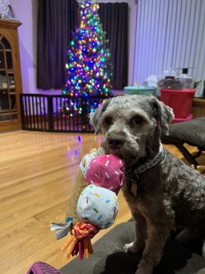 PAWS Chicago by null