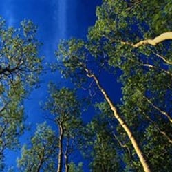 H & H Tree Experts