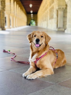 Stanford University by null