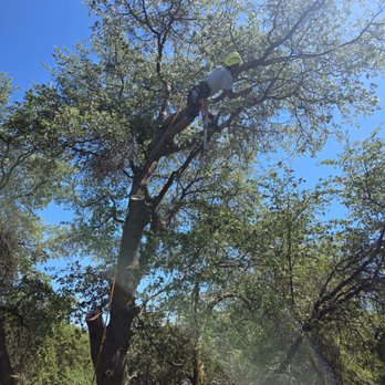 Quality Tree Care - Doing a little deadwooding after the technical limb removal. - Tree Services Near Me - Prescott Valley, Arizona Quality Tree Care - Doing a little deadwooding after the technical limb removal. - Tree Services Near Me - Prescott Valley, Arizona