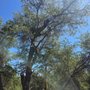 Quality Tree Care