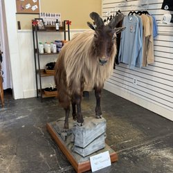 The Olde Goat - Amazing goat replica