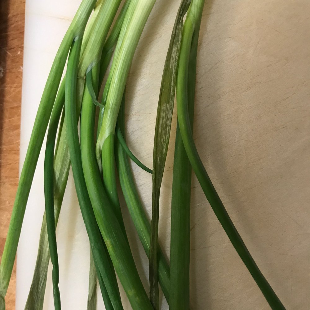 Target - Green (correction: brown) onions out of their cooler. - Department Stores Near Me - North Hollywood, California Target - Green (correction: brown) onions out of their cooler. - Department Stores Near Me - North Hollywood, California