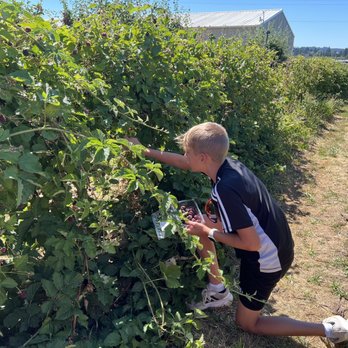 Fordyce Farm - Boysenberry picking - Farmers Market Near Me - Salem, Oregon Fordyce Farm - Boysenberry picking - Farmers Market Near Me - Salem, Oregon