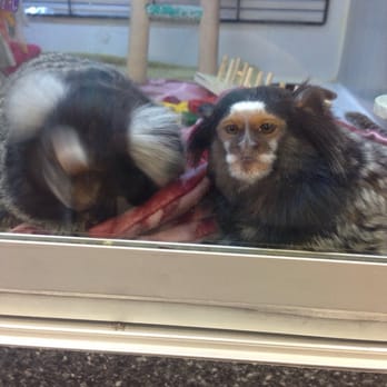Pet Kingdom - These are the marmoset monkeys on display but not for sale! Too bad cuz I want one - Pet Stores Near Me - Las Vegas, Nevada