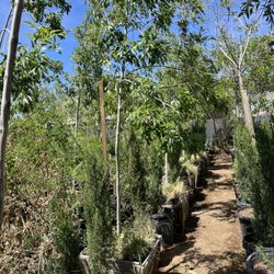 Melendrez Nursery