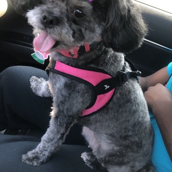 Paws And People Too - (After)Heather did a great job as usual - Pet Groomers Near Me - Middletown, Delaware Paws And People Too - (After)Heather did a great job as usual - Pet Groomers Near Me - Middletown, Delaware
