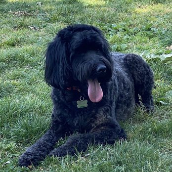 Feldspar Pet Spa - Remy the Wonder Dog after a shampoo and cut. - Pet Groomers Near Me - Davis, California Feldspar Pet Spa - Remy the Wonder Dog after a shampoo and cut. - Pet Groomers Near Me - Davis, California