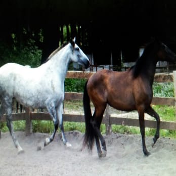 Morning Star Ranch - My 2 girls. - Horse Boarding Near Me - Moss Beach, California Morning Star Ranch - My 2 girls. - Horse Boarding Near Me - Moss Beach, California