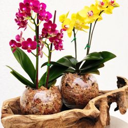 Christy's Island Orchids