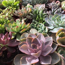 Jardines Campos - Crasas son amor