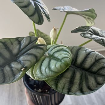 Fresh Indoor Plants - Indoor Landscaping Near Me - Ontario, California