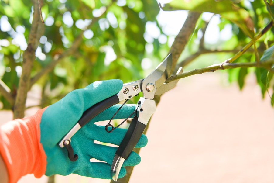 Cutting Edge Trees - tree service in Honolulu, HI