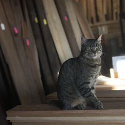 Mike's Corvallis Bargain Center - There are friendly dogs and cats roaming about for petting if you are so inclined.