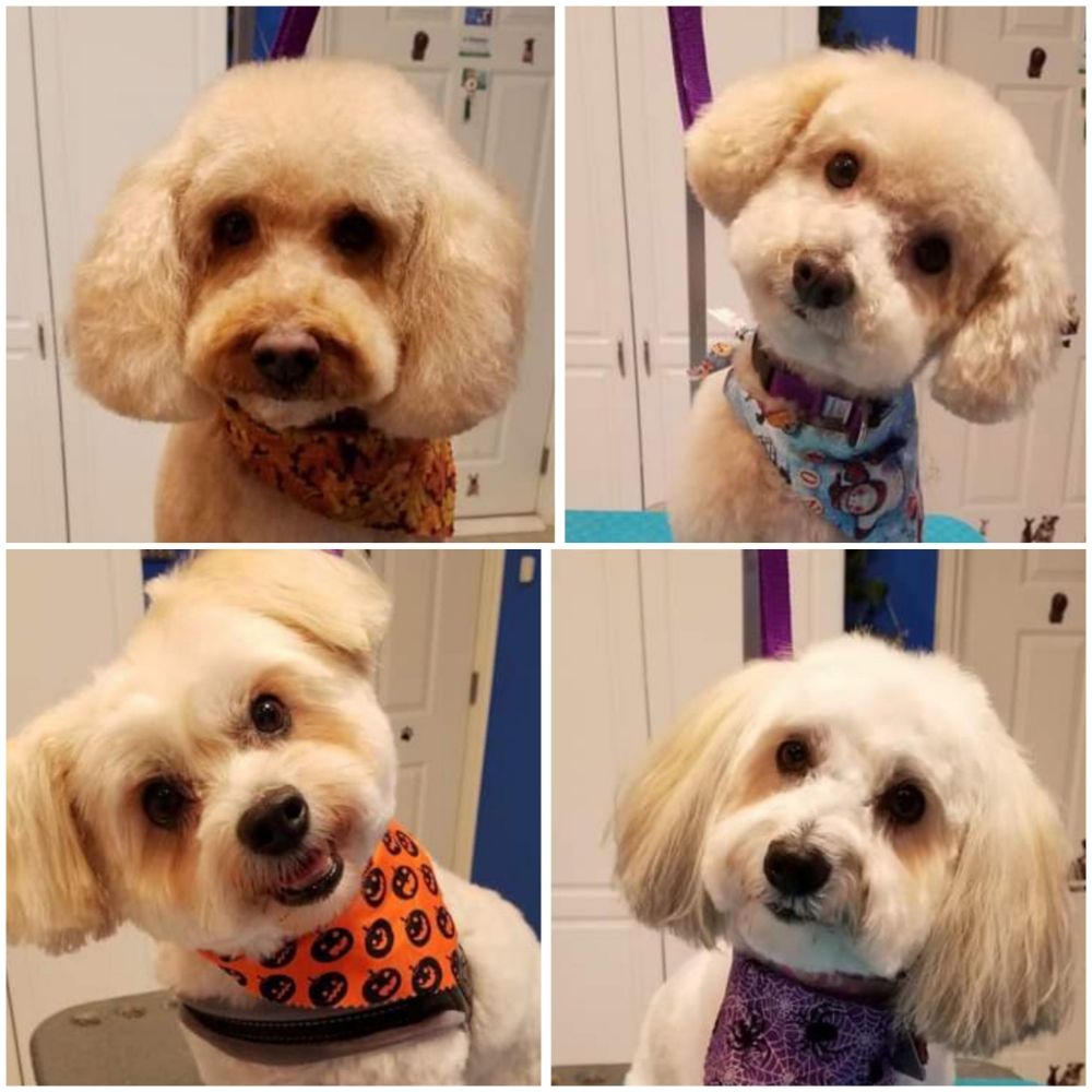 PERSONAL DOG GROOMING BY RUTH Updated October 2024 28 Photos 34121 US Rt 45, Grayslake