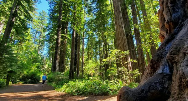 Lady Bird Johnson Grove Trail by null