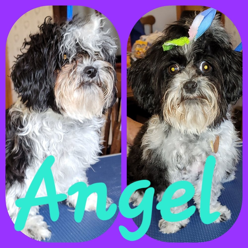 SHANNONS SHORKIEPOO FARM 30 Photos 2162 Pleasant Hill Rd, Marion