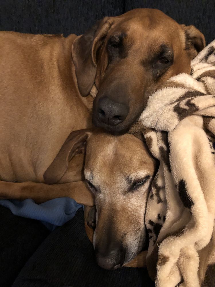 PESHTIGO VETERINARY SERVICE Updated September 2024 801 French St