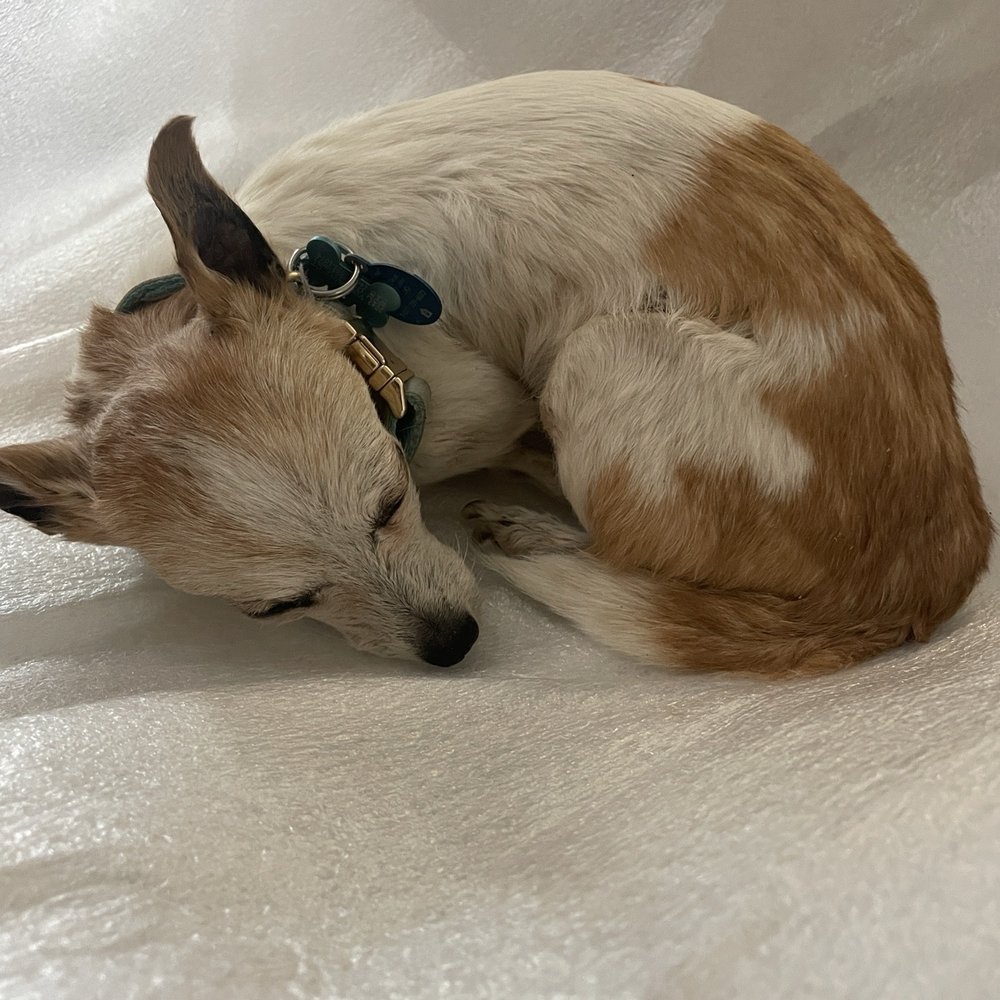 Preserved Pets - Taxidermy Near Me - Moreno Valley, California