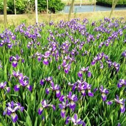 Long Island Natives - Iris versicolor