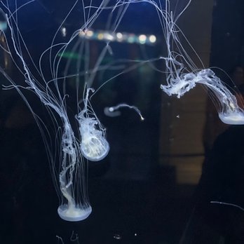Shedd Aquarium - Aquariums Near Me - Chicago, Illinois