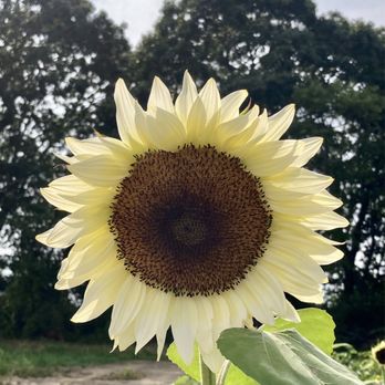 Maplewood Farm - Sunflower - Portsmouth, Rhode Island Maplewood Farm - Sunflower - Portsmouth, Rhode Island