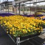 Photo of Plants By Wolfangel