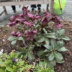 Woodcock Demonstration Gardens - Helebore flowering plant