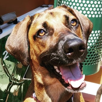 Pee Poop Play - Hey Huxley! - Pet Boarding Near Me