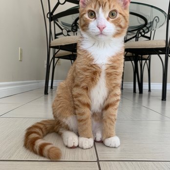Cat Clinic - A happy and healthy Simba, thanks to the Guelph Cat Clinic! - Veterinarians Near Me - Guelph, Ontario
