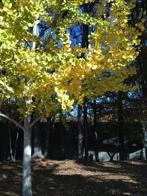 Oglethorpe University by null