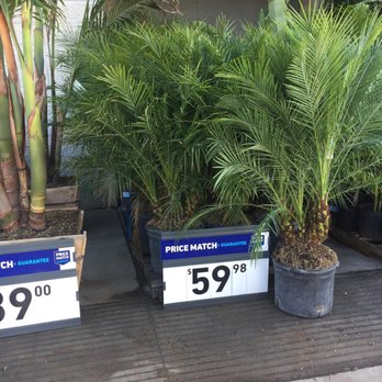 Lowe's Home Improvement - Looks like the tree we want - Home Decor Near Me - Long Beach, California Lowe's Home Improvement - Looks like the tree we want - Home Decor Near Me - Long Beach, California