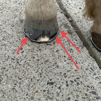Rennie's Horseshoeing - Pic 3 of 3. Normal Shoeing ?? Placement of hand drawn clips have helped to keep this shoe in place and solidly attached to the foot. - Farriers Near Me - Billings, Montana Rennie's Horseshoeing - Pic 3 of 3. Normal Shoeing ?? Placement of hand drawn clips have helped to keep this shoe in place and solidly attached to the foot. - Farriers Near Me - Billings, Montana