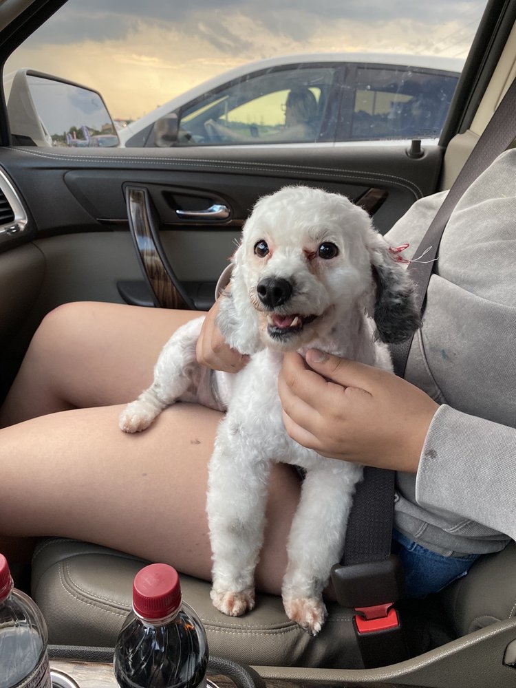 PUPS & KITTS GROOMING Updated June 2024 66 Photos & 23 Reviews