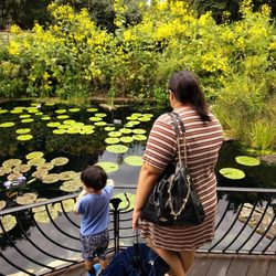Pond at the Butterfly Garden
